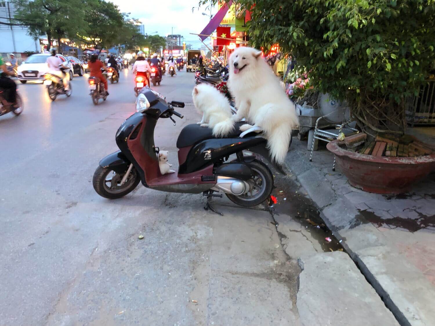 Honda Wave Bike